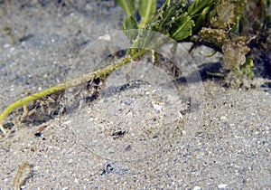 An Eyed Flounder (Bothus ocellatus) in Florida