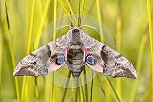 Eyed hawk moth