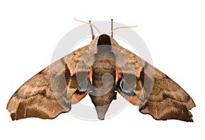 Eyed Hawk Moth