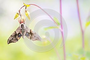 Eyed Hawk Moth, Pauwoogpijlstaart, Smerinthus ocellata