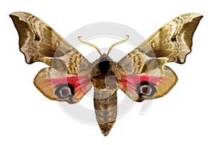 Eyed Hawk-moth (Smerinthus ocellatus)