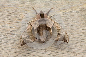 A Eyed Hawk-moth.
