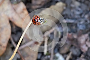 Eyed Ladybird resting on a leaf stem photo