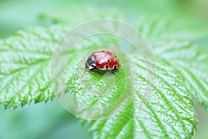 Eyed ladybug, Anatis ocellata, on a leaf