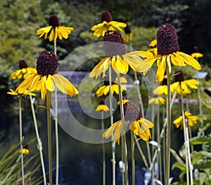 Eyed susans in summer Virginia garden