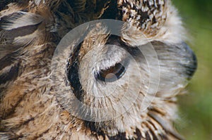 Eyeful of the Long Eared Owl