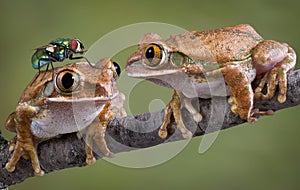 Con la mirada fija 