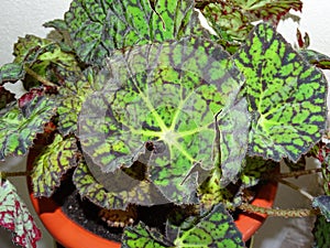 Eyelash begonia plant with many leaves photo