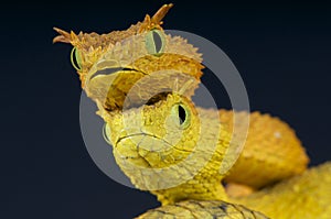 Eyelash bush snakes / Atheris ceratophora photo