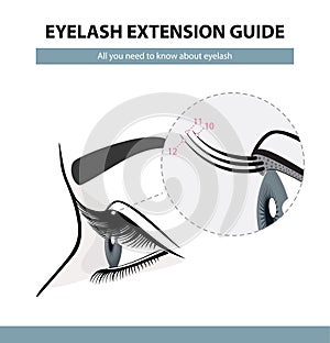 Eyelash extension guide. Eyelashes grow. Eyelid. Side view. Infographic vector illustration