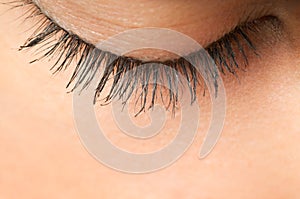 Eyelash Eyelashes