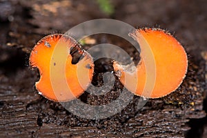 Eyelash fungus (Scutellinia scutellata)