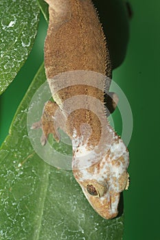 Eyelash gecko