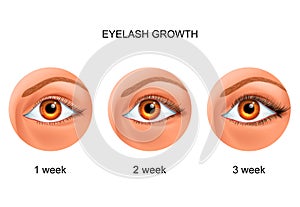 Eyelash growth. before and after