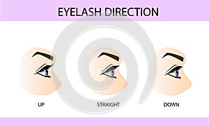 Eyelash growth types, up, down and straight, information for eyelash extension, infographics, vector illustration