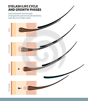 Eyelash Life Cycle and Growth Phases. How Long Do Eyelash Extensions Stay On. Macro Side View. Guide. Infographic Vector photo