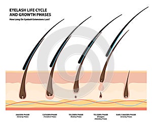 Eyelash Life Cycle and Growth Phases. How Long Do Eyelash Extensions Stay On. Macro, Selective Focus. Guide. Infographic Vector