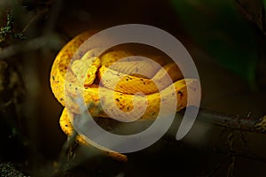 Eyelash Palm Pit Viper. Poison snake from Costa Rica. Yellow Eyelash Palm Pitviper, Bothriechis schlegeli, on green moss branch, n photo