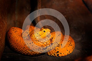 Eyelash Palm Pit Viper. Poison snake from Costa Rica. Yellow Eyelash Palm Pitviper, Bothriechis schlegeli, on green moss branch, n