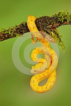 Eyelash Palm Pitviper, Bothriechis schlegeli, on the green moss branch. Venomous snake in the nature habitat. Poisonous animal fro