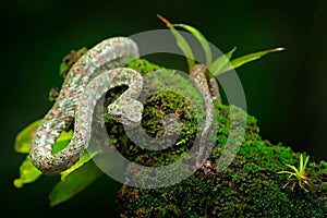 Eyelash Palm Pitviper, Bothriechis schlegeli, on the green moss branch. Venomous snake in the nature habitat. Poisonous animal fro