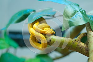 Eyelash Palm Pitviper, Bothriechis schlegeli, on green mossy branch. Nice yellow snake in green habitat