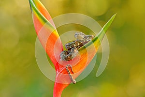 Eyelash Palm Pitviper, Bothriechis schlegeli, on red wild flower. Wildlife scene from tropic forest. Bloom with snake in Central