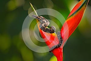 Eyelash Palm Pitviper, Bothriechis schlegeli, on red wild flower. Wildlife scene from tropic forest. Bloom with snake in Central