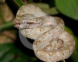 An Eyelash Pit Viper, Bothriechis schlegelii