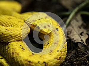 Eyelash Pit Viper, Bothriechis schlegelii, is found in color abrasions