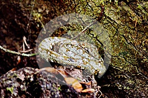 Eyelash pit viper snake in the wilds of Sector Santa Maria, Parque Nacional Rincon de la Vieja in Costa Rica.