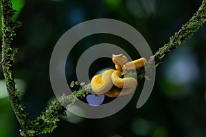 Eyelash pit viper, yellow morph