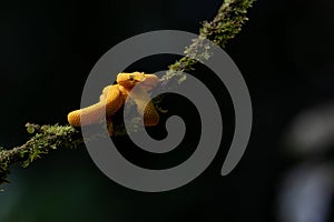 Eyelash pit viper, yellow morph