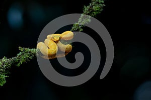 Eyelash pit viper, yellow morph