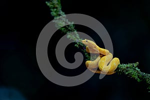 Eyelash pit viper, yellow morph