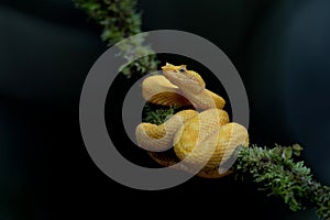 Eyelash pit viper, yellow morph