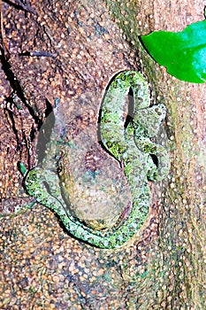 Eyelash Viper