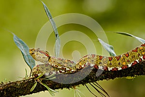 Eyelash Viper