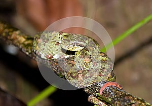 Eyelash Viper