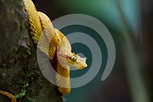 Eyelash Viper