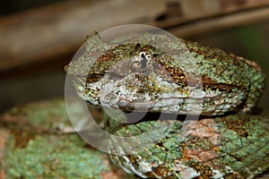 Eyelash Viper