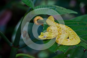 Eyelash Viper