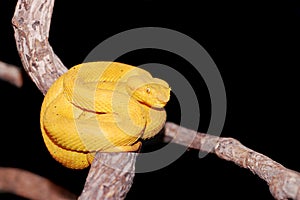 Eyelash Viper