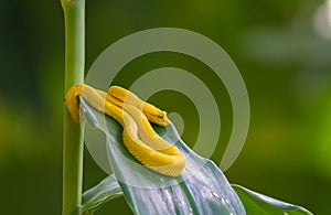 Eyelash Viper