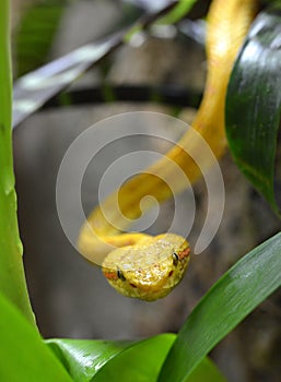 Eyelash Viper