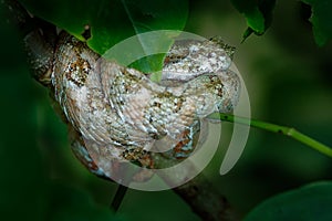 Eyelash Viper - Bothriechis schlegeli  venomous pit viper species found in Central and South America. Small and arboreal, this