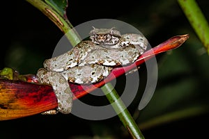 Eyelash viper - Bothriechis schlegelii