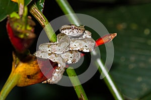 Eyelash viper - Bothriechis schlegelii