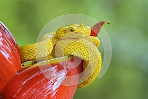 Eyelash Viper - Bothriechis schlegelii