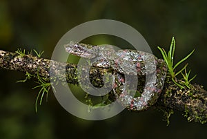 Eyelash Viper - Bothriechis schlegelii